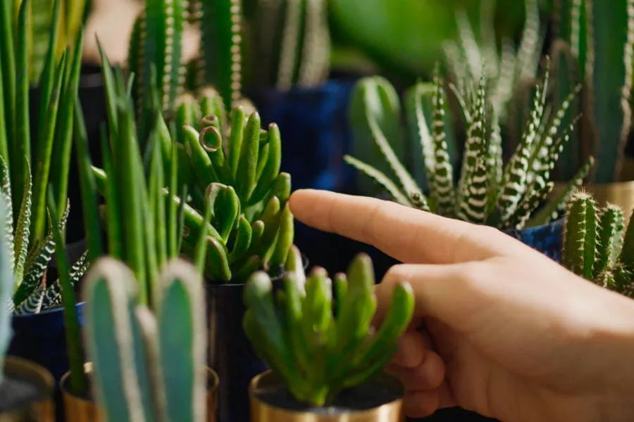 By charlot collaboration image